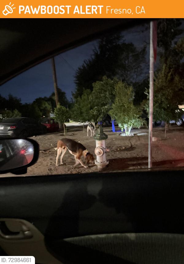 Found/Stray Unknown Dog last seen North First and ashlan , Fresno, CA 93726