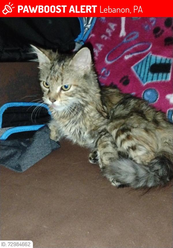 Lost Female Cat last seen Got out of the hse next to Dolly's Coin Laundry on Cumberland St, Lebanon, PA 17042