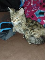 Lost Female Cat last seen Got out of the hse next to Dolly's Coin Laundry on Cumberland St, Lebanon, PA 17042