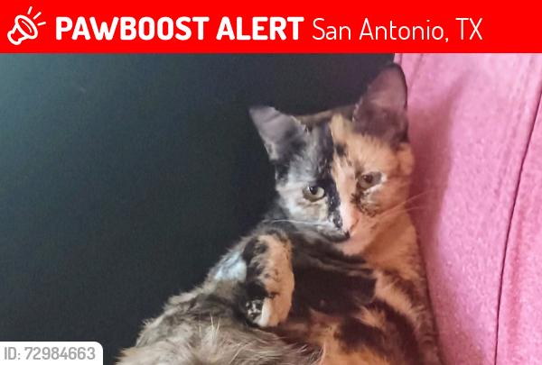 Lost Female Cat last seen Fresno by Edison high school, San Antonio, TX 78212