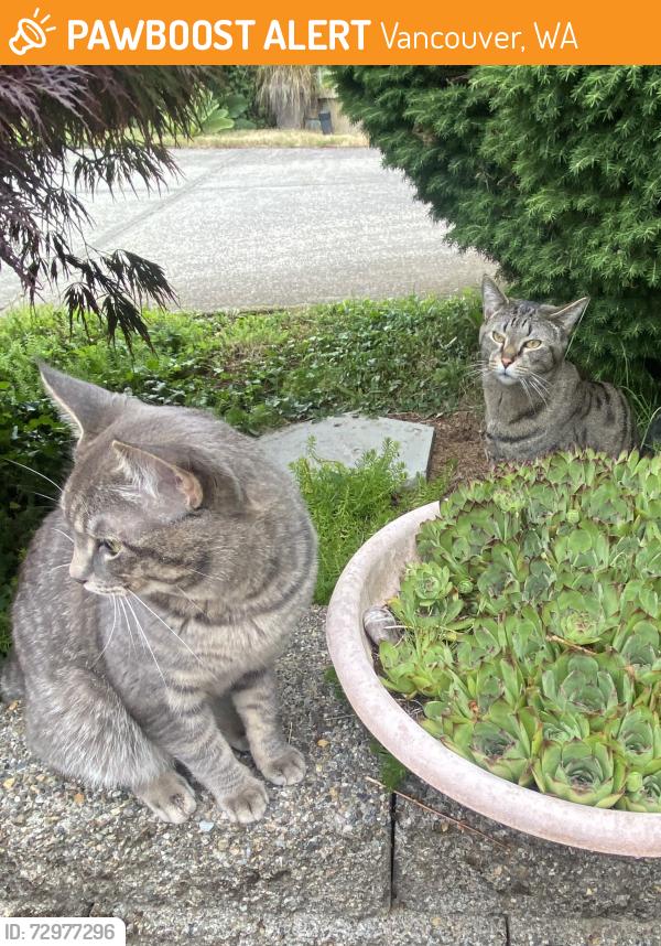Found/Stray Unknown Cat last seen Se 15th street & se 105th court, Vancouver, WA 98664