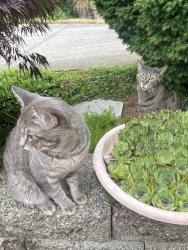 Found/Stray Unknown Cat last seen Se 15th street & se 105th court, Vancouver, WA 98664