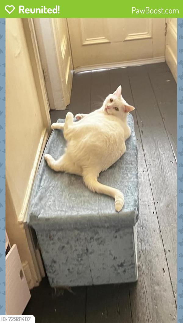 Reunited Male Cat last seen Eccles Old Road, Seedly Road, Greater Manchester, England M6 7AG