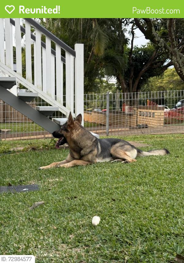 Reunited Female Dog last seen Near Phelan street , Clayfield, QLD 4011