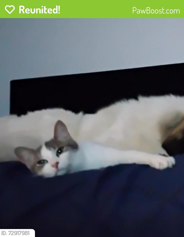 Reunited Female Cat last seen Bedell and Dennison, Kemptville, ON K0G