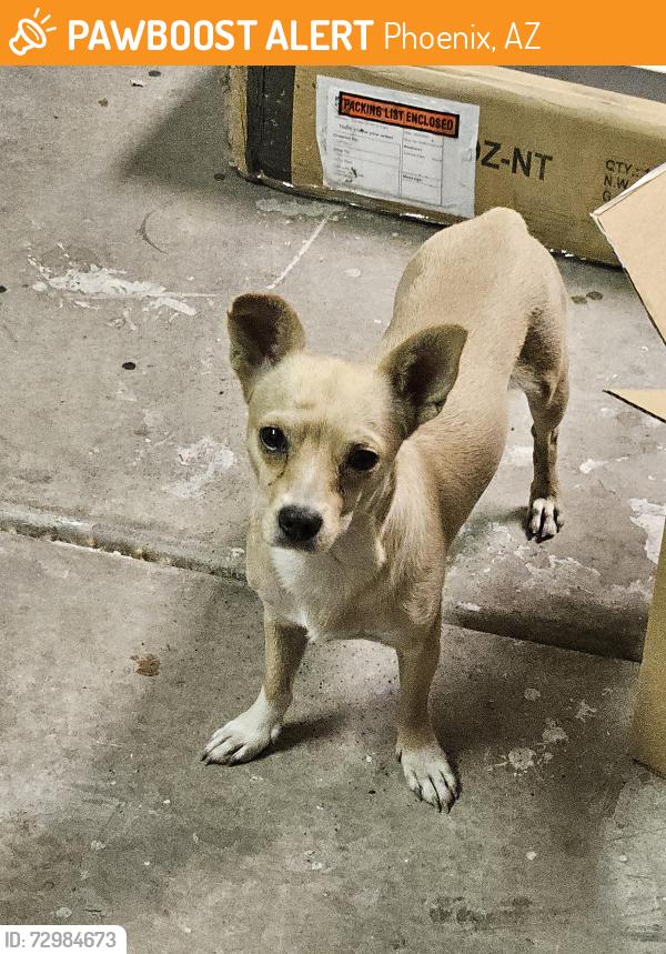Found/Stray Male Dog last seen 40th st. and Baseline, Phoenix, AZ 85042