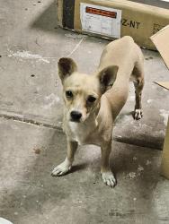 Found/Stray Male Dog last seen 40th st. and Baseline, Phoenix, AZ 85042
