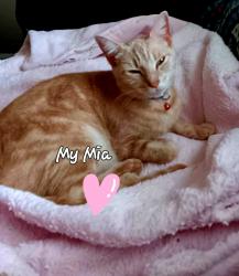 Lost Female Cat last seen Fresno by Edison high school, San Antonio, TX 78212