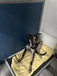 Shelter Stray Female Dog last seen Near BLOCK N BLACKSTONE AVE, FRESNO CA 93710 3502, 5277 E Airways Blvd, Fresno, CA 93727, USA