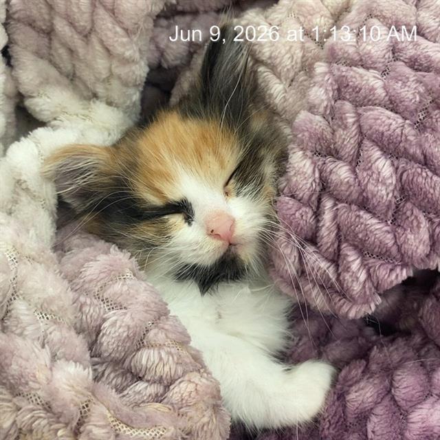 Shelter Stray Female Cat last seen Near , Indianapolis, IN 46221
