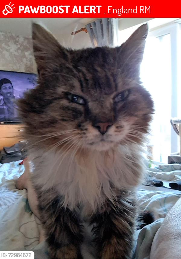 Lost Male Cat last seen London Road, , England RM20