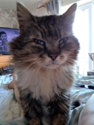 Lost Male Cat last seen London Road, , England RM20
