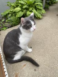 Found/Stray Unknown Cat last seen 146th Ter and 146th Ct, Olathe, KS 66221