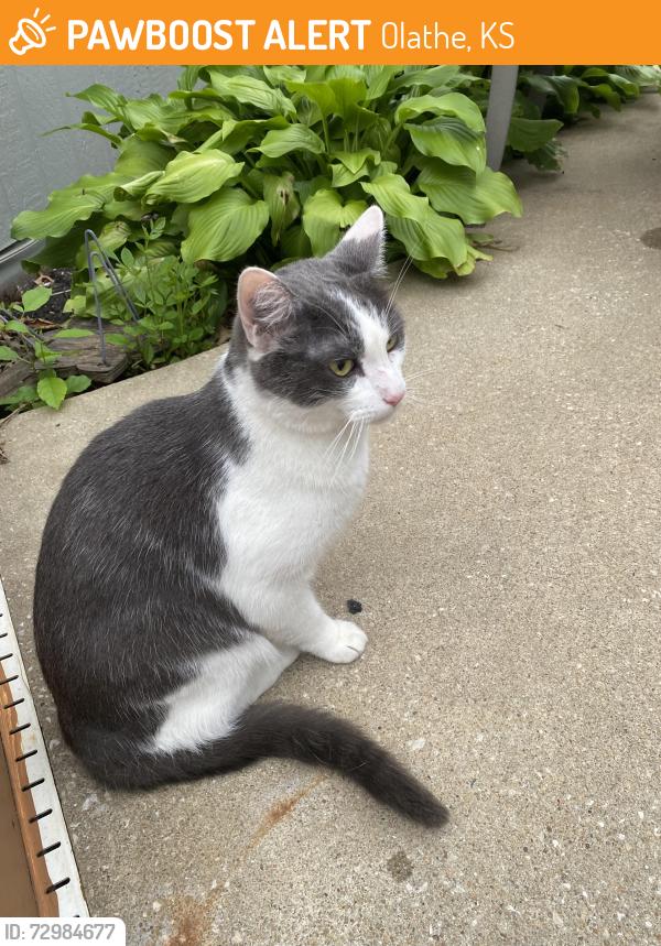 Found/Stray Unknown Cat last seen 146th Ter and 146th Ct, Olathe, KS 66221