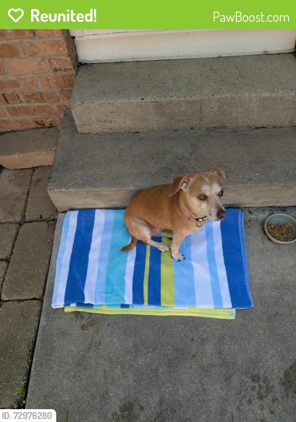 Reunited Female Dog last seen 44th St & Byron Center Ave., Wyoming, MI 49519