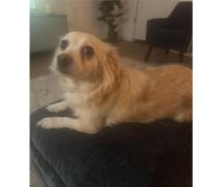 Reunited Female Dog last seen Magnolia Ave, Los Angeles, CA 90006
