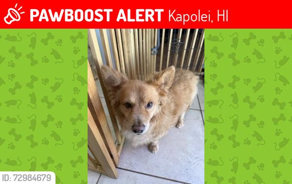 Lost Male Dog last seen Kapolei Knolls , Kapolei, HI 96707