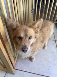 Lost Male Dog last seen Kapolei Knolls , Kapolei, HI 96707