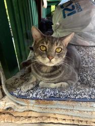 Reunited Male Cat last seen Near carriage dr, Nashville, TN 37221