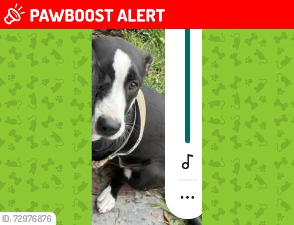 Lost Female Dog last seen Corner of Colima Rd and Fullerton r rd, Rowland Heights, CA 91748