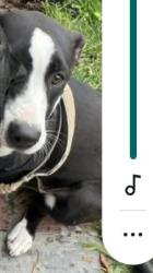 Lost Female Dog last seen Corner of Colima Rd and Fullerton r rd, Rowland Heights, CA 91748