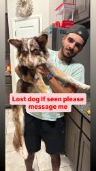 Lost Male Dog last seen Pendennis dr , Saginaw, TX 76131