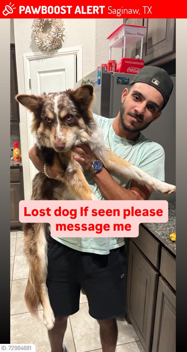 Lost Male Dog last seen Pendennis dr , Saginaw, TX 76131