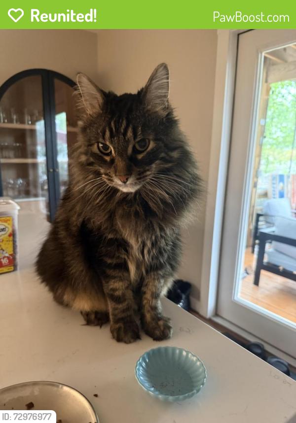 Reunited Male Cat last seen Armitage & Kedzie, Chicago, IL 60647