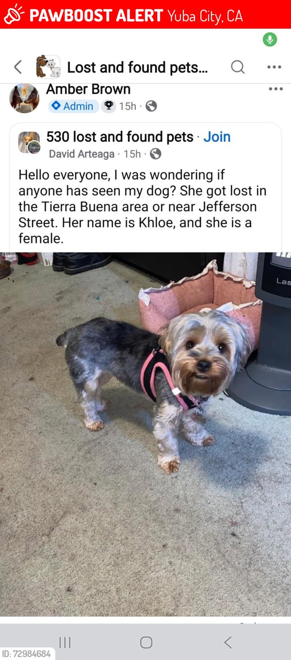 Lost Female Dog last seen Jefferson Ave , Yuba City, CA 95993