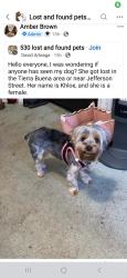 Lost Female Dog last seen Jefferson Ave , Yuba City, CA 95993