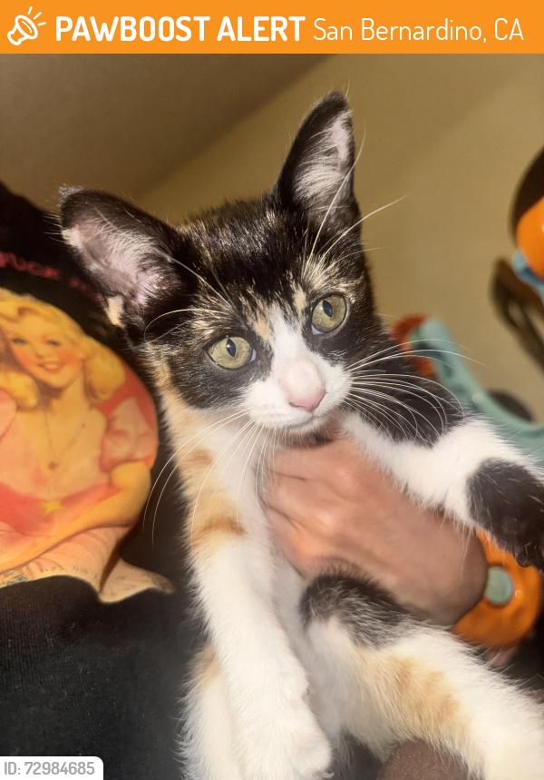 Found/Stray Female Cat last seen 30th & Sierra way, San Bernardino, CA 92405
