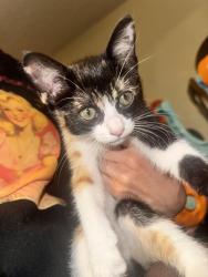 Found/Stray Female Cat last seen 30th & Sierra way, San Bernardino, CA 92405