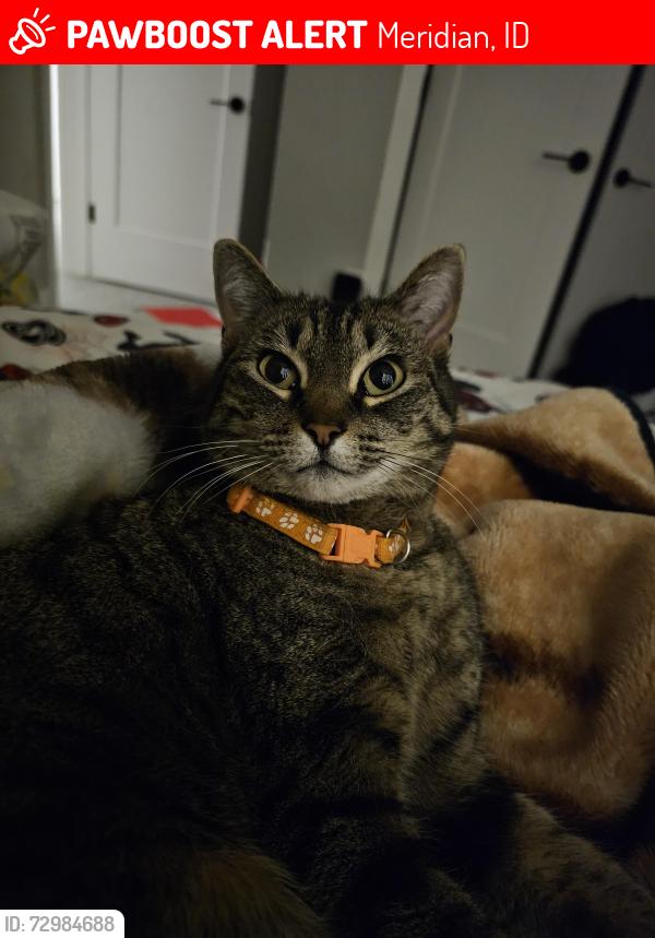 Lost Female Cat last seen On Amity between locust Grove and eagle, Meridian, ID 83642