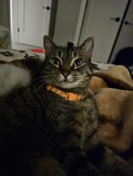 Lost Female Cat last seen On Amity between locust Grove and eagle, Meridian, ID 83642