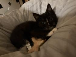 Lost Female Cat last seen Payton mews, Kent, England CT1 1JW