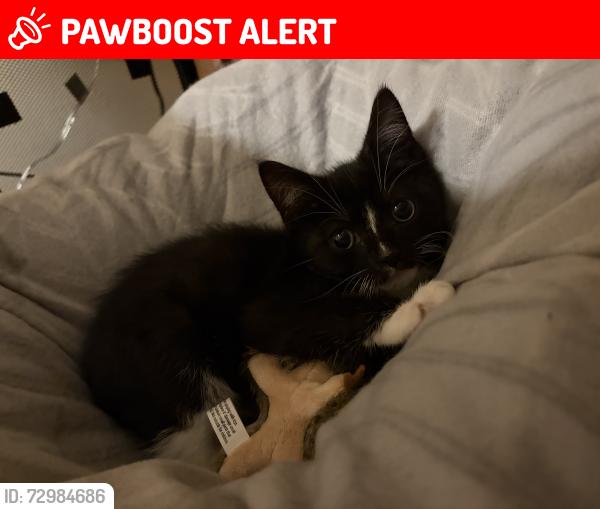 Lost Female Cat last seen Payton mews, Kent, England CT1 1JW