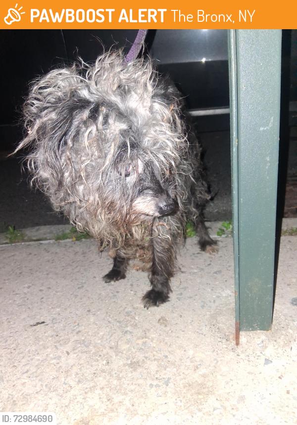 Found/Stray Unknown Dog last seen Near Reeds Mill Lane, The Bronx, NY 10475