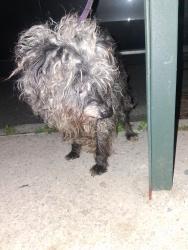 Found/Stray Unknown Dog last seen Near Reeds Mill Lane, The Bronx, NY 10475