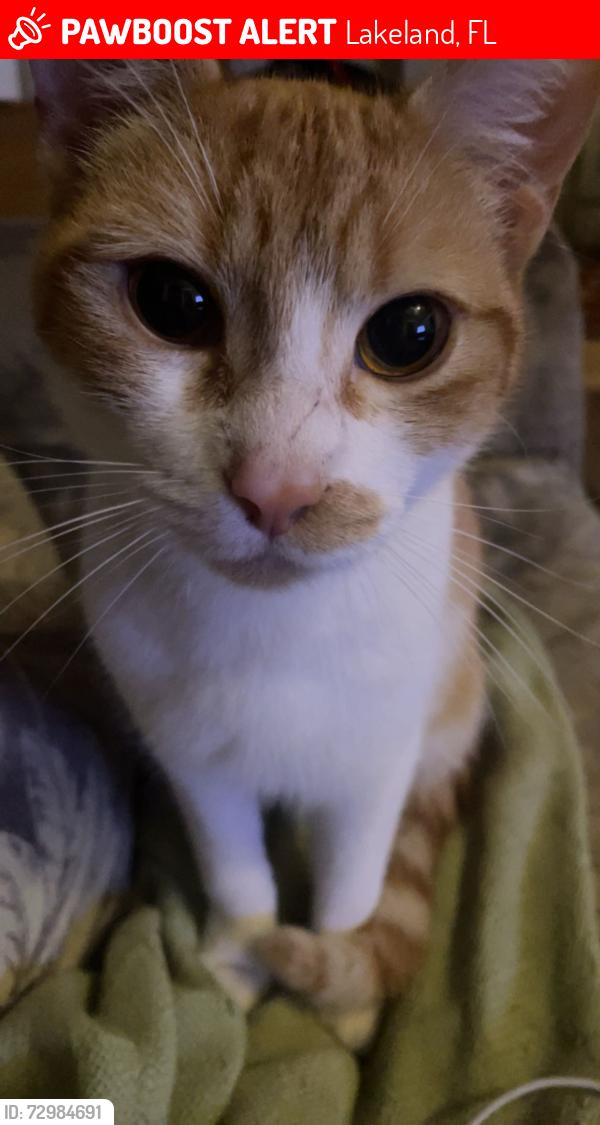 Lost Male Cat last seen Rock ridge, Lakeland, FL 33809