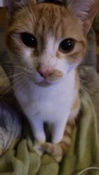 Lost Male Cat last seen Rock ridge, Lakeland, FL 33809