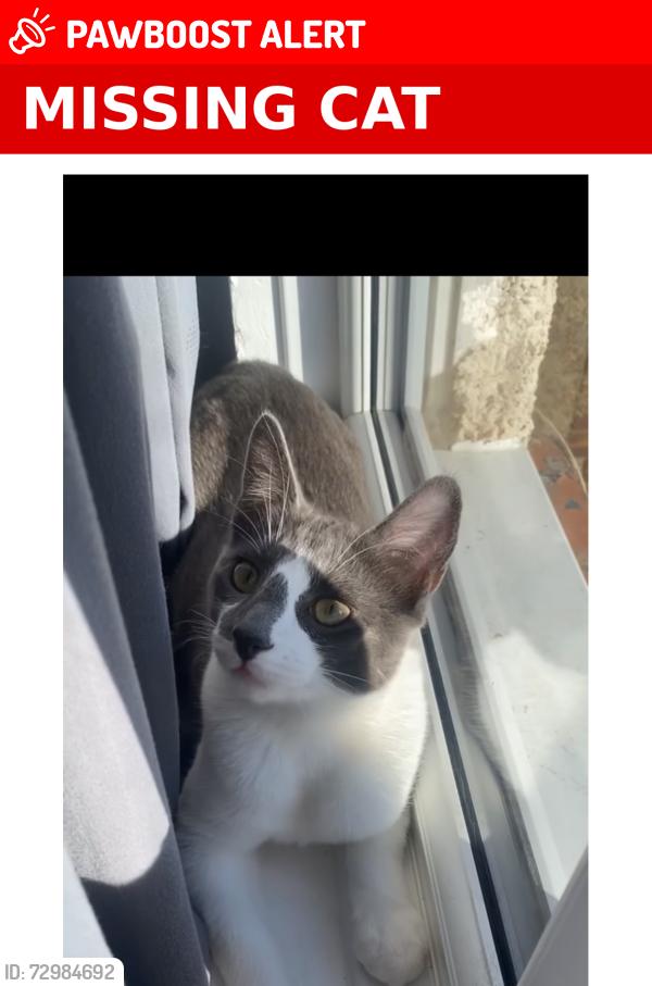 Lost Male Cat last seen Medivet north harrow , Greater London, England HA1 4HN