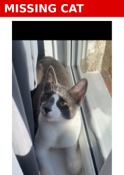 Lost Male Cat last seen Medivet north harrow , Greater London, England HA1 4HN