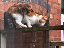 Reunited Unknown Cat last seen Maryvale Road, Pershore Road , Bournville, England B30