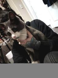 Reunited Female Cat last seen Rainier Dr near Lions Park and Safeway , Everett, WA 98203