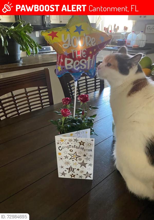 Lost Female Cat last seen Near Jacks Branch and Annibelle , Cantonment, FL 32533