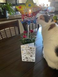 Lost Female Cat last seen Near Jacks Branch and Annibelle , Cantonment, FL 32533