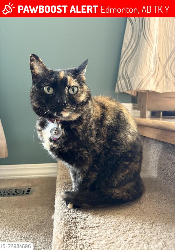Lost Female Cat last seen Near 43A Ave NW, Edmonton, AB T6K 0Y7