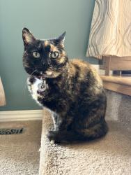 Lost Female Cat last seen Near 43A Ave NW, Edmonton, AB T6K 0Y7