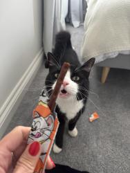 Reunited Male Cat last seen South Street, Middleton-on-the-Wolds, England YO25