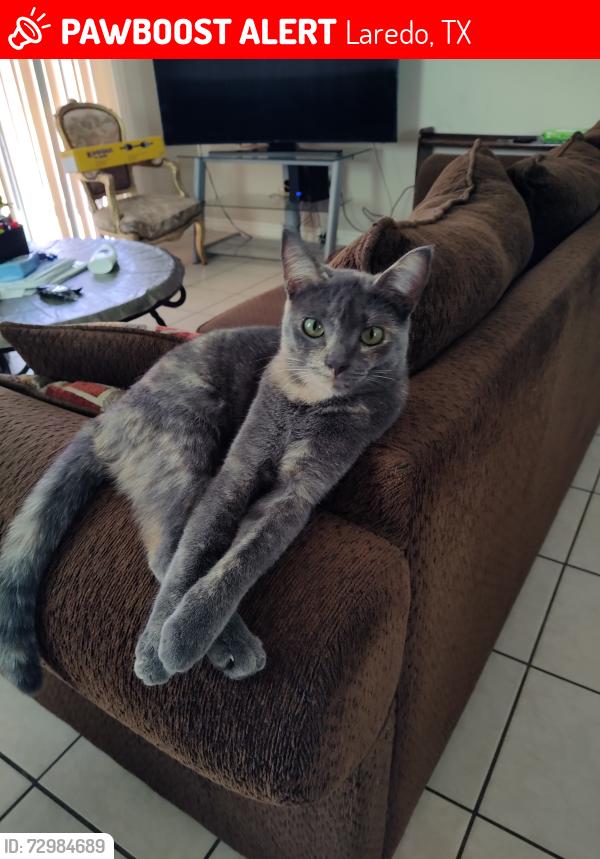 Lost Female Cat last seen N Merida Dr & Freedom Ln by Independence Hills Park, Laredo, TX 78046